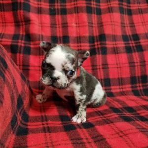 puppyfind.com,815881