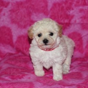 puppyfind.com,796032