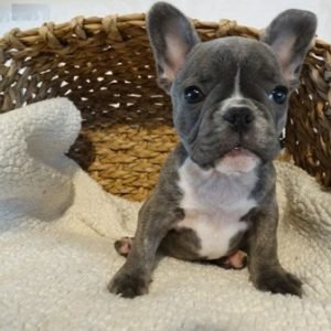 puppyfind.com,64498