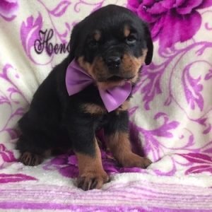 puppyfind.com,976867