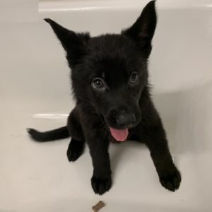 puppyfind.com,990064