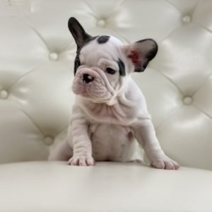 puppyfind.com,474083