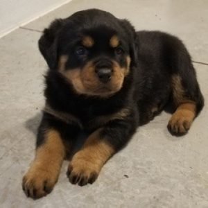 puppyfind.com,860303