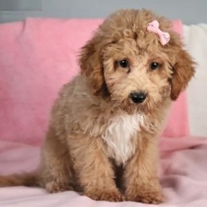puppyfind.com,895911