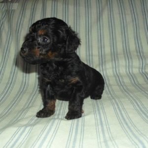 puppyfind.com,450575