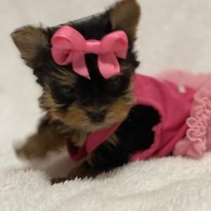 puppyfind.com,635153