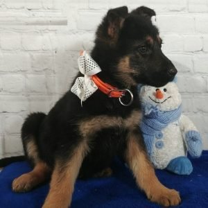 puppyfind.com,821689