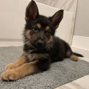 puppyfind.com,990064