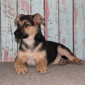 puppyfind.com,788633
