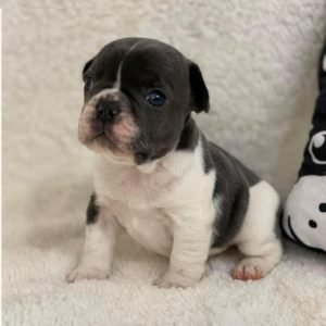 puppyfind.com,432182