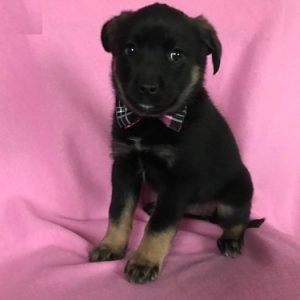puppyfind.com,976867
