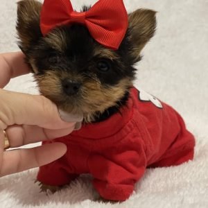 puppyfind.com,635153