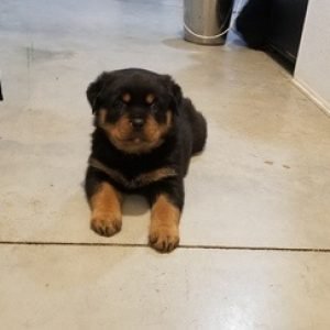 puppyfind.com,860303