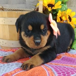 puppyfind.com,985564
