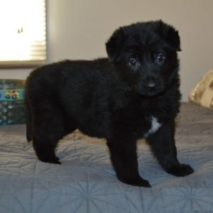 puppyfind.com,372767