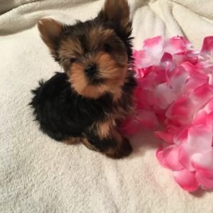 puppyfind.com,697646
