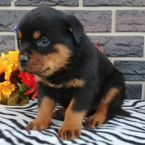 puppyfind.com,873970