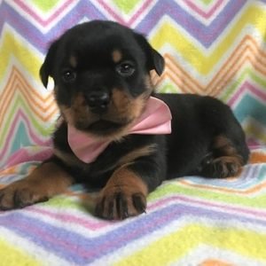 puppyfind.com,976867