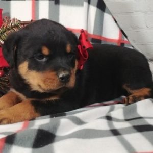 puppyfind.com,989527
