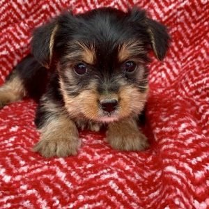 puppyfind.com,921265