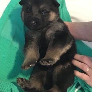puppyfind.com,995542